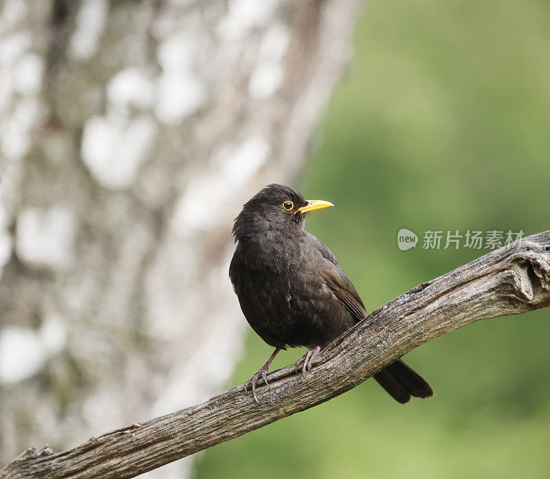 黑鹂(Turdus merula)雄性